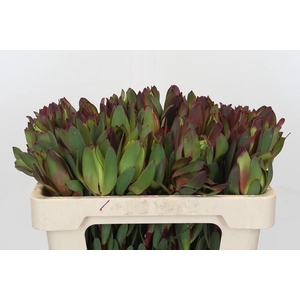 Leucadendron Senorita