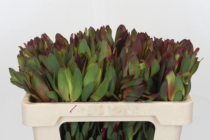 <h4>Leucadendron Senorita</h4>