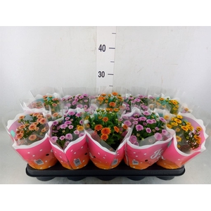 Chrysanthemum  'Jellyfish'   ...mix