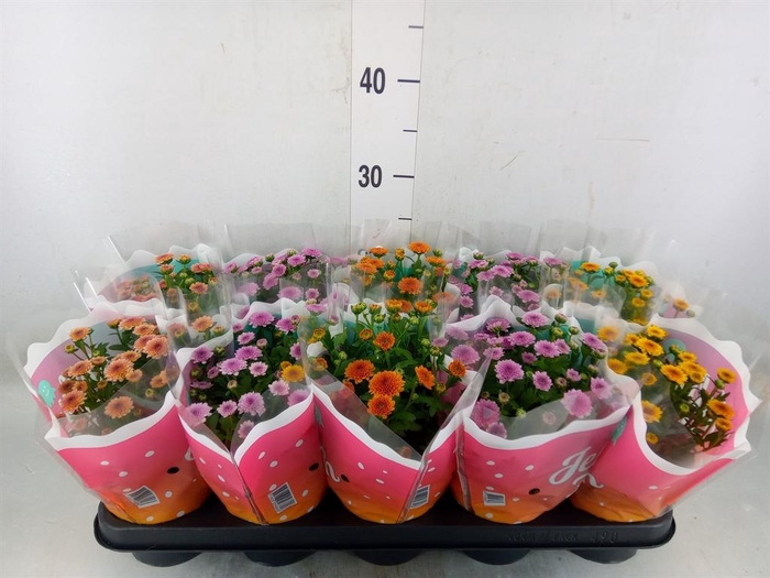 <h4>Chrysanthemum 'Jellyfish' ...mix</h4>
