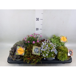 Rotsplanten   ...mix   [Rock plant]