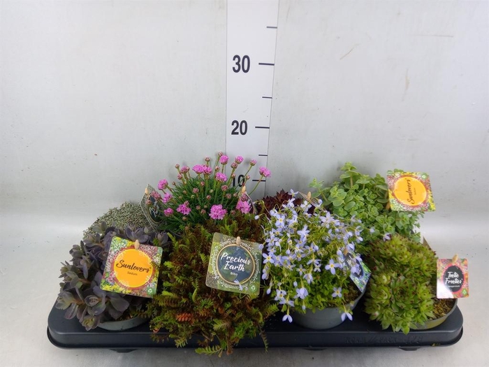 <h4>Rotsplanten   ...mix   [Rock plant]</h4>