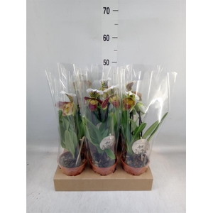 Paphiopedilum  'Amerikaanse hybrid'