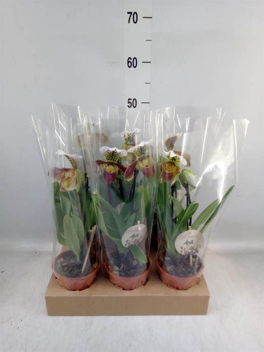 <h4>Paphiopedilum  'Amerikaanse hybrid'</h4>