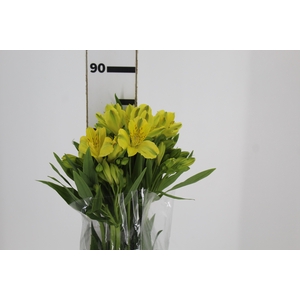 ALSTROEMERIA SUNNY LADY 080 CM