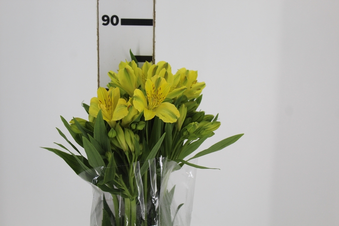 <h4>ALSTROEMERIA SUNNY LADY 080 CM</h4>