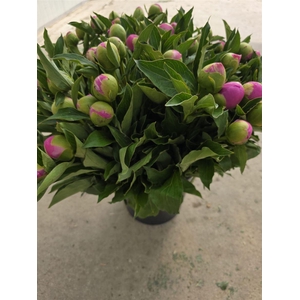 Paeonia L Mr Jules Elie 50 Cm