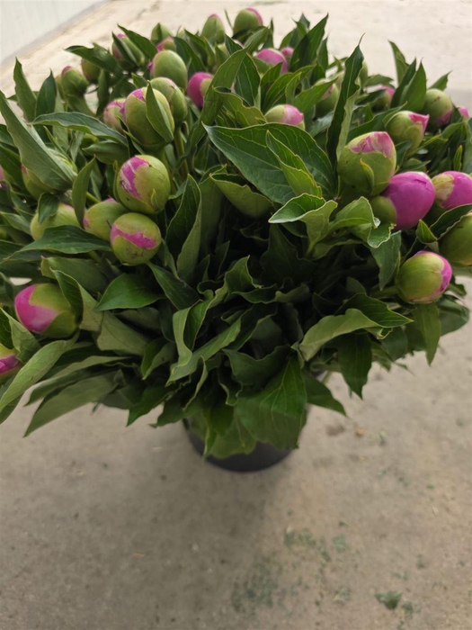 <h4>Paeonia L Mr Jules Elie 50 Cm</h4>