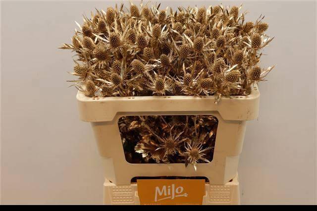 <h4>ERYN PL OV KLB H%</h4>