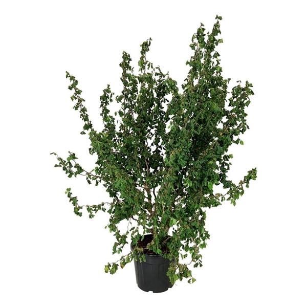 <h4>Corylus a. Medusa</h4>