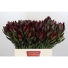 Leucadendron Saf Sunset Dark Red