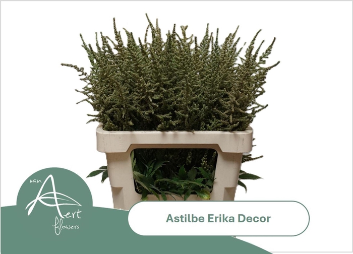 <h4>ASTIL (ARENDSII GRP) ERIKA DECOR AS</h4>