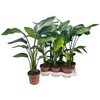 Strelitzia Nicolai 2-3pp