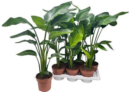 Strelitzia Nicolai 2-3pp