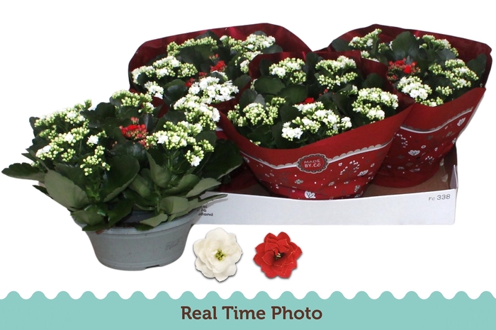 <h4>KAL GE GEM 2 KL</h4>