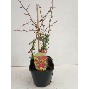 Chaenomeles x superba