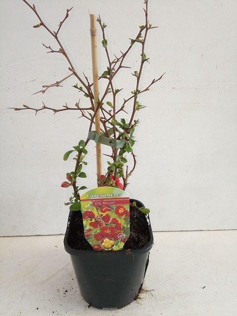 Chaenomeles x superba