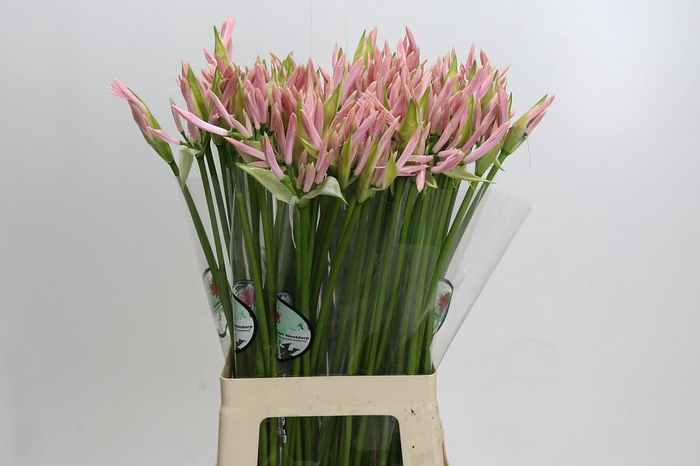 <h4>Nerine Sofie</h4>