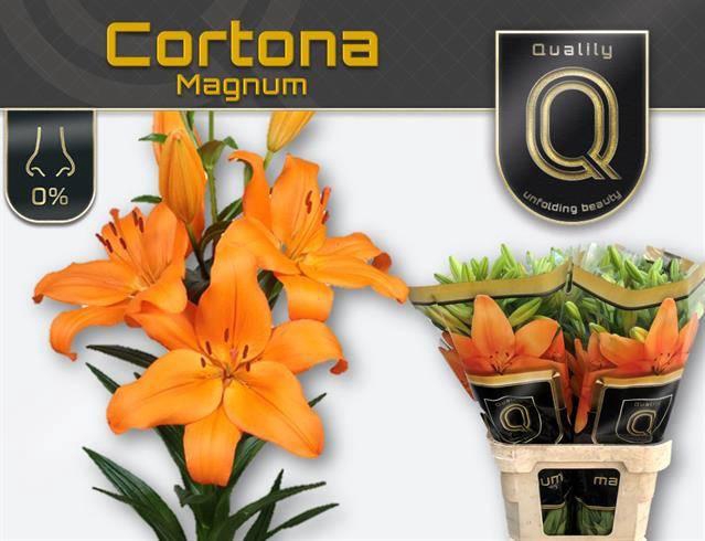 <h4>Lilium LA Cortona</h4>