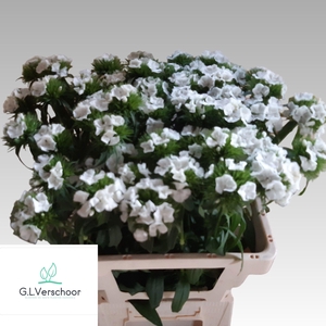 DI BARB S WILL WHITE