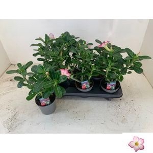 <h4>ADEN PINKSTAR</h4>