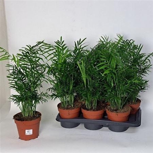 Chamaed Elegans 25pp