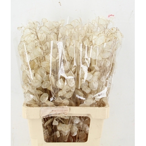 LUNARIA ANN GROENE P