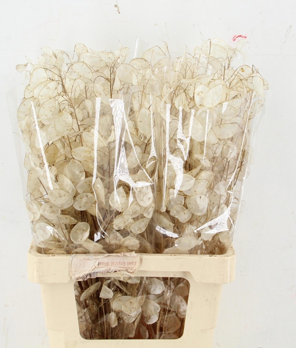 <h4>LUNARIA ANN GROENE P</h4>