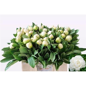 Paeo Madame Claude Tain