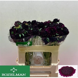 SCAB AT RE VEL SCOOP