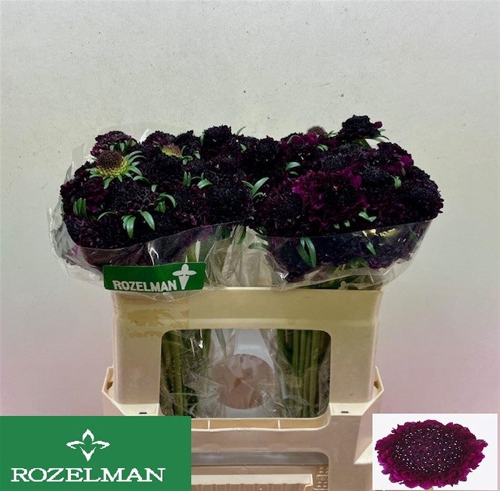 <h4>SCAB AT RE VEL SCOOP</h4>