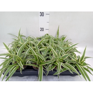 Chlorophytum com. 'Ocean'