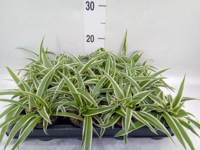 <h4>Chlorophytum com. 'Ocean'</h4>