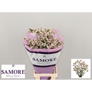 LIM S APRI SUN BIRDS