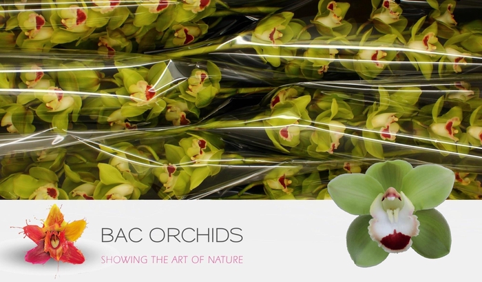 <h4>CYMB T TOP SPOT</h4>