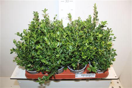 <h4>Buxu Sempervirens</h4>