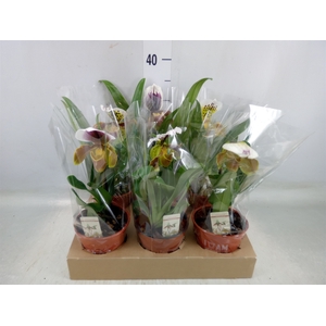 Paphiopedilum american hybride mix