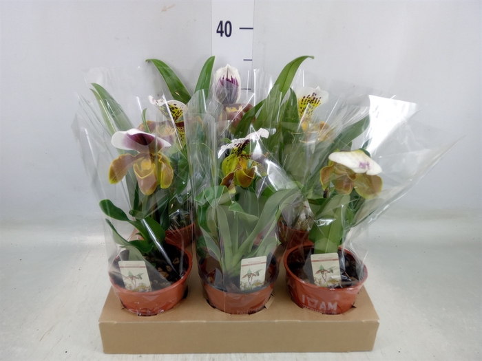 <h4>Paphiopedilum american hybride mix</h4>