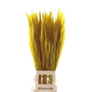 Cortaderia Yellow