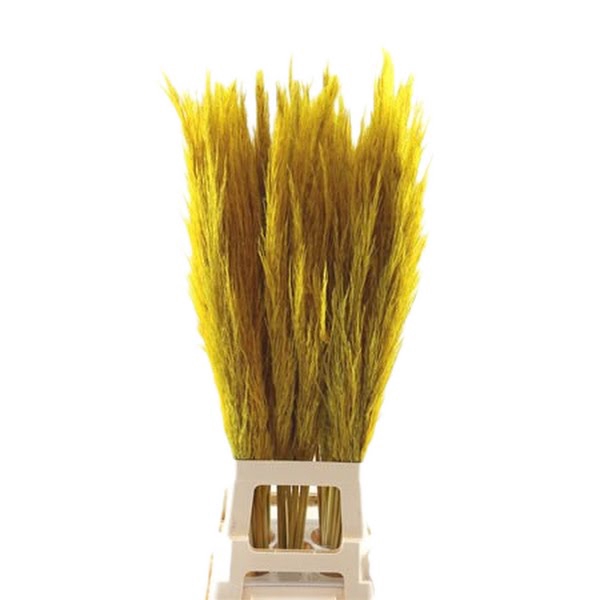 <h4>Cortaderia Yellow</h4>