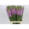 Antirrhinum Potomac Lavender