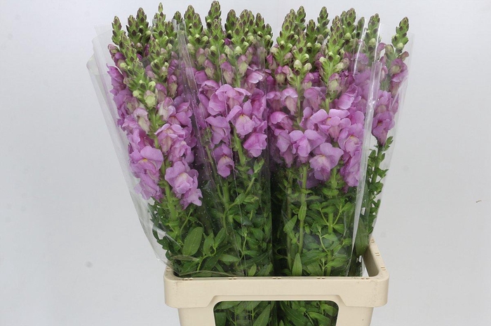 Antirrhinum Potomac Lavender