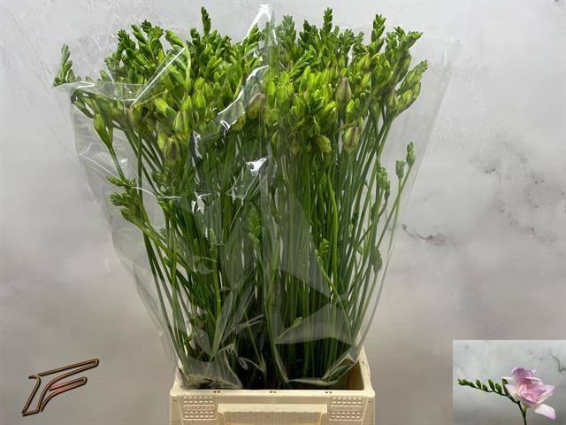 <h4>FR DU ROSARIO</h4>