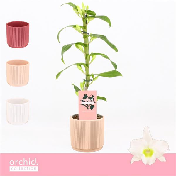 <h4>Dendrobium Nobilé, Apollon 1-spike Compact in Horizon Ribble 'Orchid Collection'</h4>
