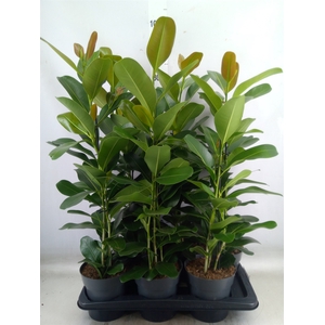 Ficus microcarpa 'Smile'