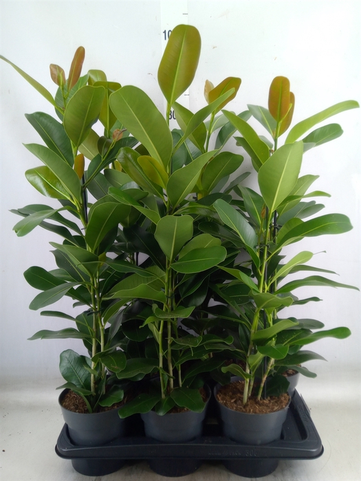 <h4>Ficus microcarpa 'Smile'</h4>