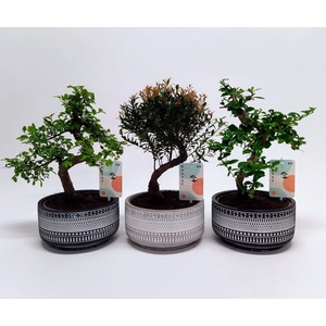 Bonsaimix 'Tribal' 18 cm