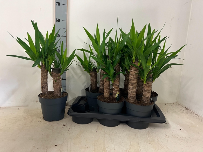 <h4>Yuc Elephantipes</h4>