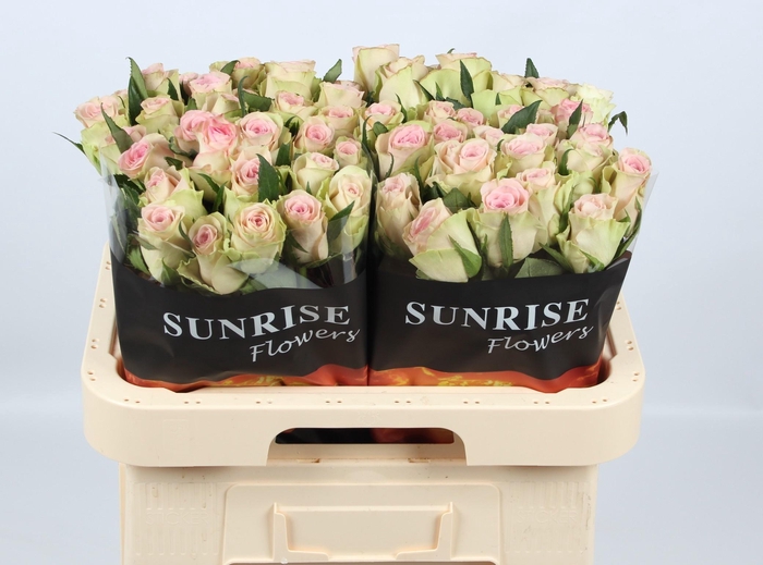 <h4>R GR TRIVIA</h4>