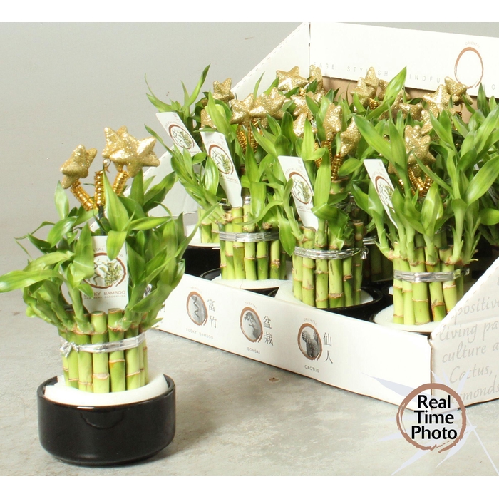 <h4>DRA LUCKY BAMBOO</h4>